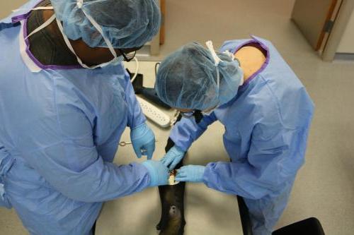 Students work on designs for artificial limbs in a bioengineering lab.